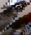 Daisy Spaniel
