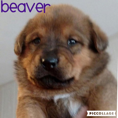 Beaver