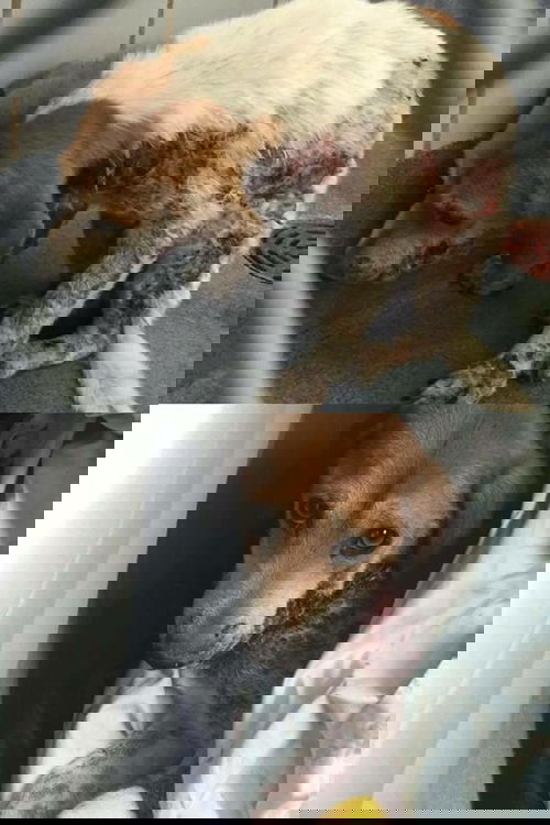 Ben