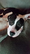 Patch