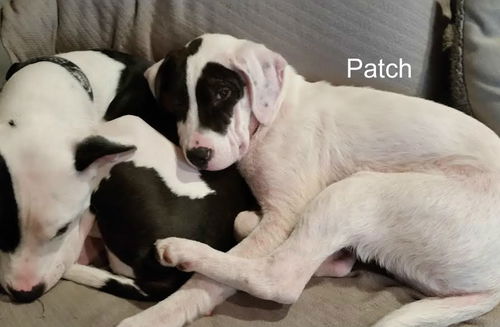 Patch