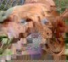 Marley