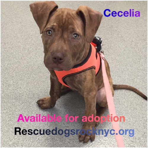 Cecelia