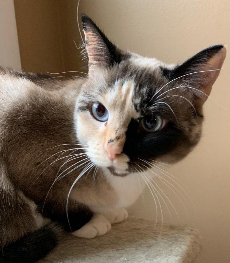 adoptable Cat in Fairless Hills, PA named Nanna Darling