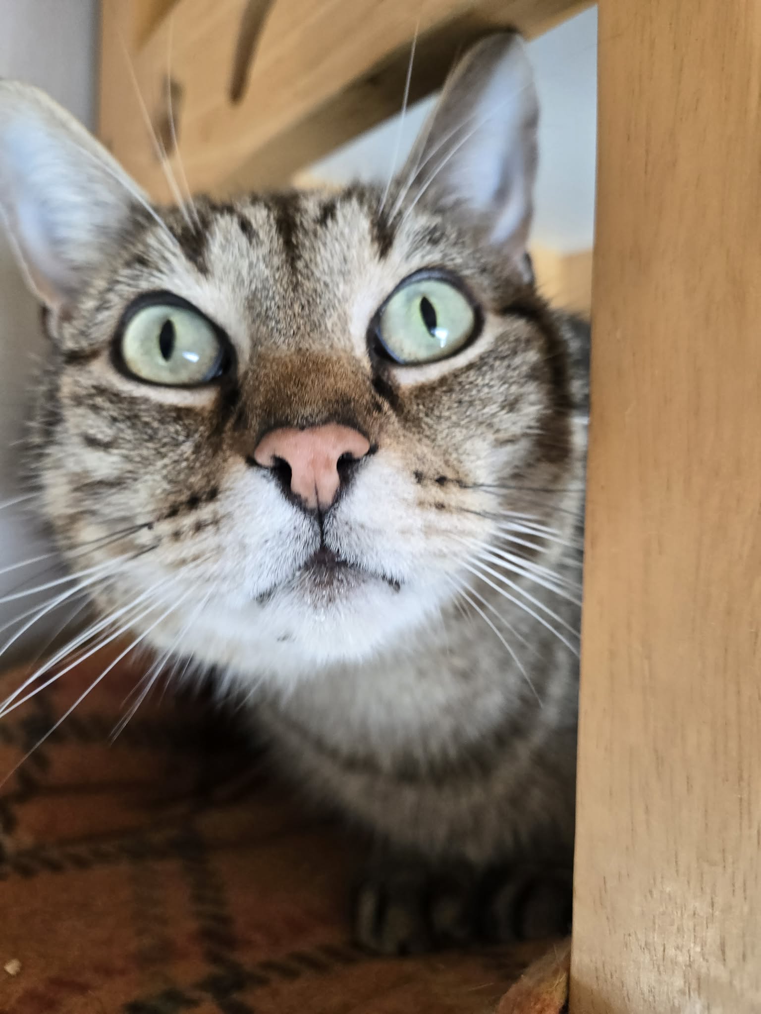 Linus