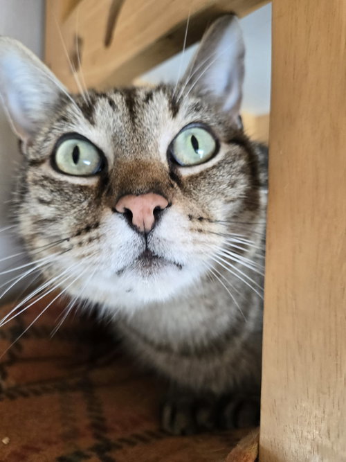 LINUS - Domestic Short Hair available for adoption