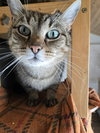 Linus - Photo 2