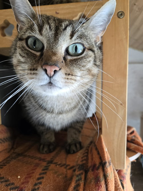 LINUS - Domestic Short Hair available for adoption