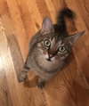 Linus - Photo 12