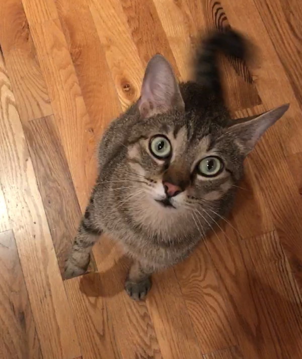 Linus