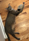 Linus - Photo 9