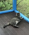 Linus - Photo 10