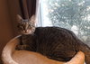 Linus - Photo 11