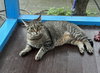 Linus - Photo 7