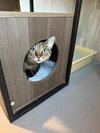 Linus - Photo 6