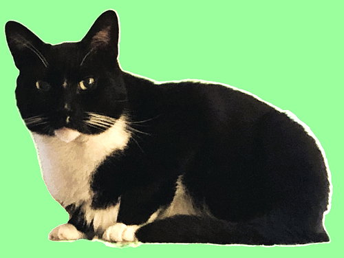 picture of the cat needing adoption