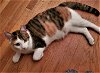 adoptable Cat in trenton, NJ named Daisylu