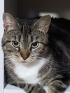 adoptable Cat in Trenton, NJ named Joella