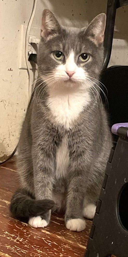 adoptable Cat in Trenton, NJ named Wind Storm (CH)