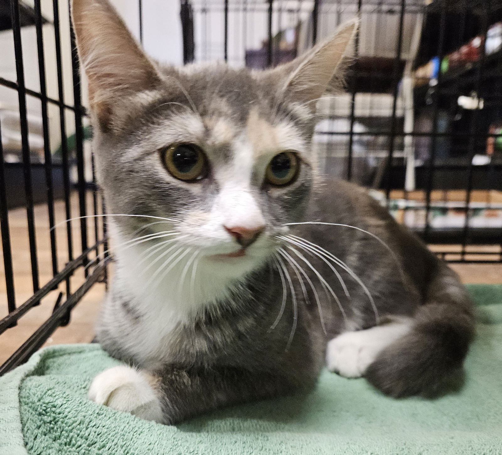 adoptable Cat in Trenton, NJ named GS Toast-yay