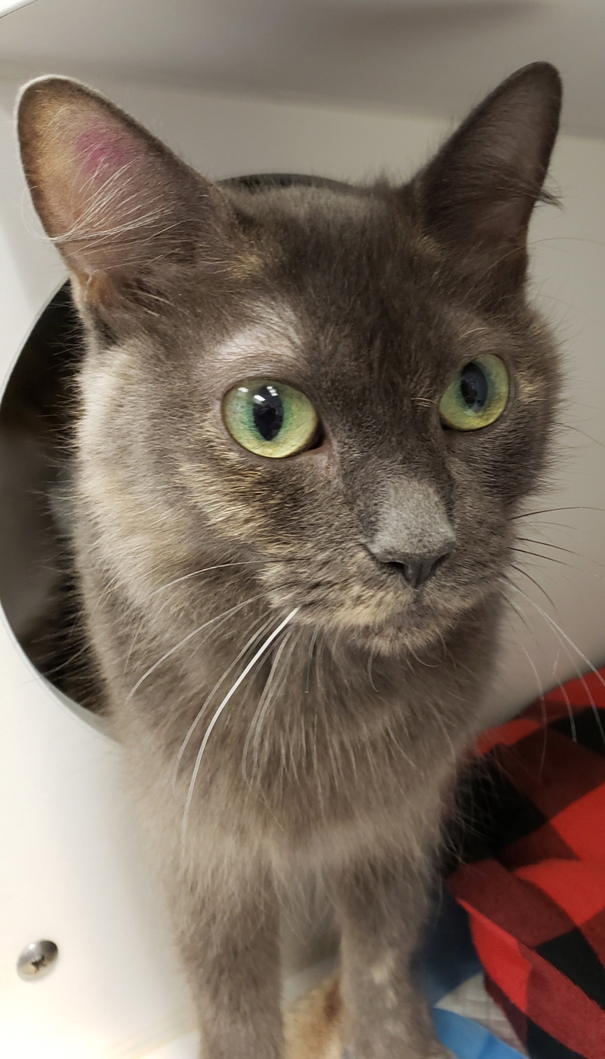 Cat adoption in Fairless Hills, PA 19030 Domestic Medium Hair (medium