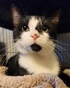 adoptable Cat in fairless hills, PA named Sweet Basil