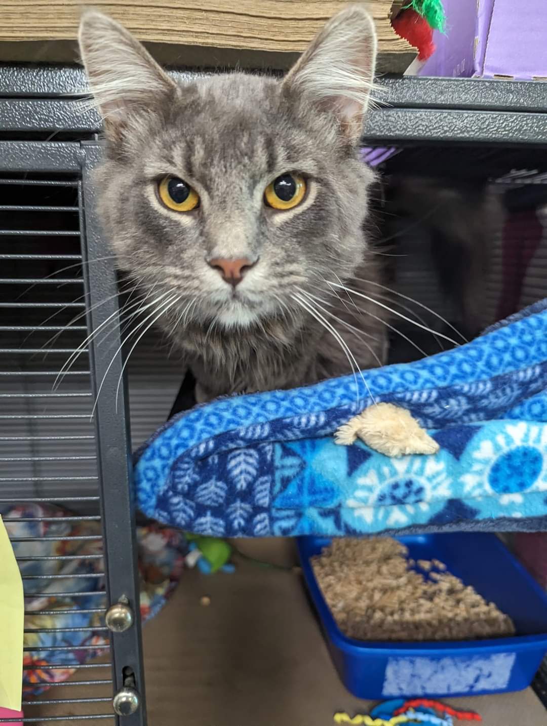 Cat adoption in Trenton, NJ 08609 Domestic Long Hair (long coat) Cat(02)