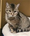 adoptable Cat in trenton, NJ named Kelly Green