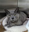 adoptable Cat in trenton, NJ named Georgina Foreman