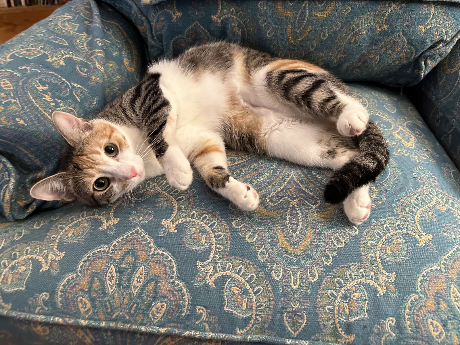 adoptable Cat in Pennington, NJ named Caledonia (and Norland Wind)