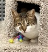 adoptable Cat in trenton, NJ named Haiku