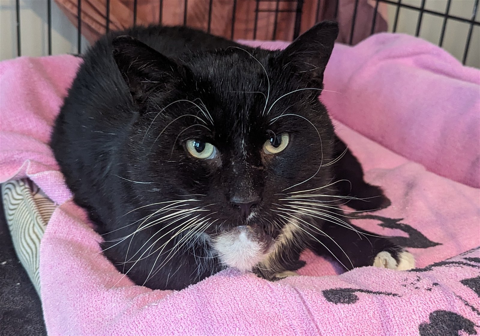 adoptable Cat in Fairless Hills, PA named Fred Gwynne
