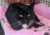 adoptable Cat in , PA named Fred Gwynne