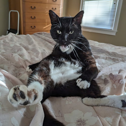 FRED GWYNNE - Domestic Short Hair available for adoption