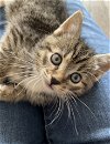 adoptable Cat in pennington, NJ named Hey Jude