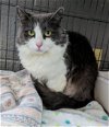 adoptable Cat in fairless hills, PA named Spin Top