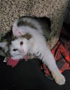 adoptable Cat in trenton, NJ named Dolly Purrton