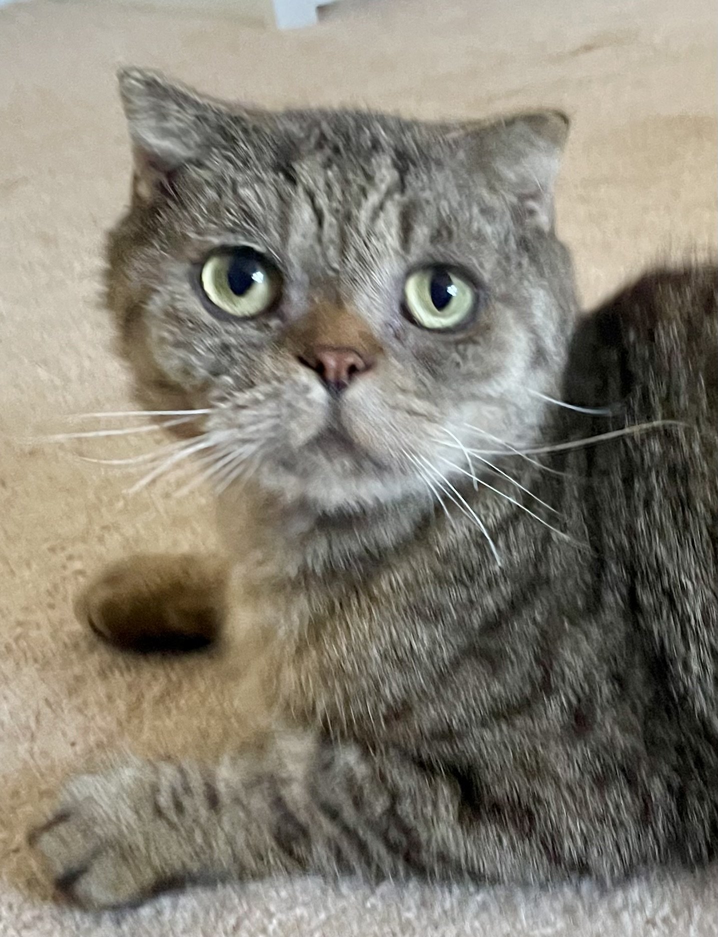 adoptable Cat in Burlington, NJ named Jasper Lombard