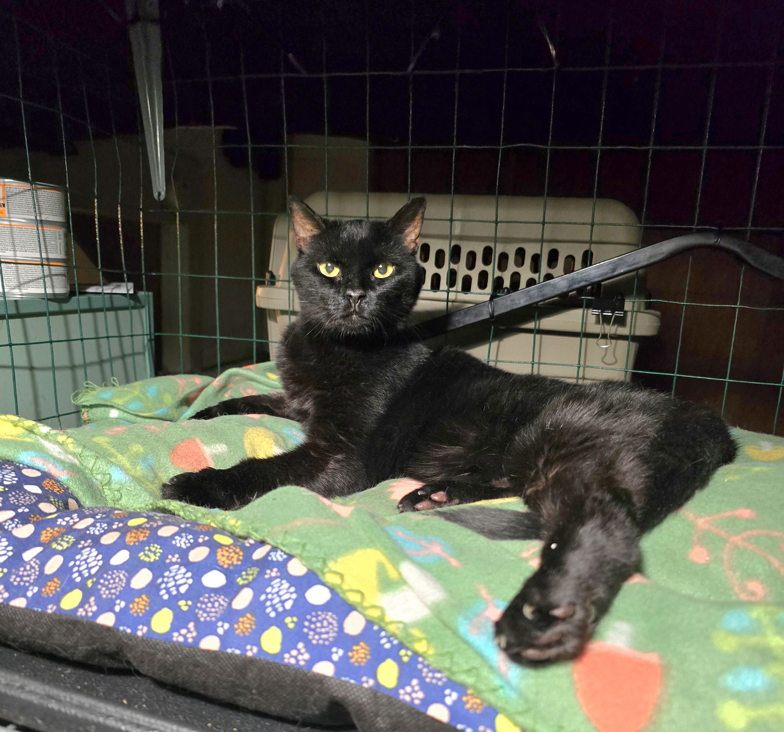 adoptable Cat in Trenton, NJ named Chipps