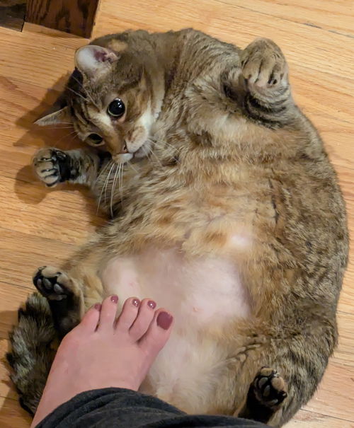 picture of the cat needing adoption
