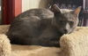 adoptable Cat in Trenton, NJ named Seeci