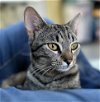 adoptable Cat in trenton, NJ named Charlotte S.