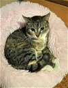 adoptable Cat in trenton, NJ named Anne Boleyn