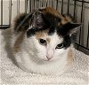 adoptable Cat in trenton, NJ named Amia