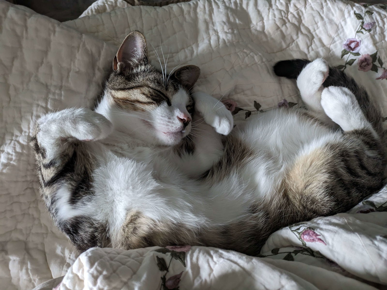 adoptable Cat in Pennington, NJ named Hot Toddy (and Gin Fizz)