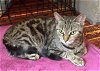adoptable Cat in trenton, NJ named Britta