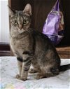 adoptable Cat in trenton, NJ named Fabulous Fava