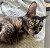 adoptable Cat in trenton, NJ named Brandy