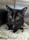adoptable Cat in trenton, NJ named Bruno (TAS #8)