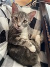adoptable Cat in trenton, NJ named Jas R